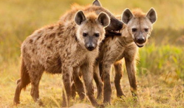 鬣狗交配视频,揭秘野生动物的繁衍奥秘