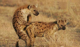 鬣狗交配视频,揭秘野生动物的繁衍奥秘